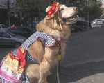 Veja detalhes sobre a Festa C&atilde;onina em Divin&oacute;polis