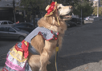 Veja detalhes sobre a Festa C&atilde;onina em Divin&oacute;polis