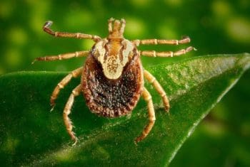 Febre maculosa: saiba mais sobre preven&ccedil;&atilde;o, sintomas e tratamento