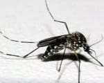 Divinópolis registra mais de 150 casos de Dengue em 24 horas
