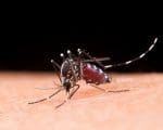 Em 24 horas, mais de 120 casos de Dengue são confirmados em Divinópolis