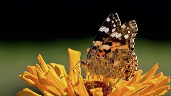 Borboleta colorida pousada em um vibrante girassol em campo ensolarado, representando a beleza e a complexidade da natureza.