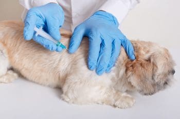 Cidade de Betim inicia vacina&ccedil;&atilde;o contra raiva em animais de estima&ccedil;&atilde;o