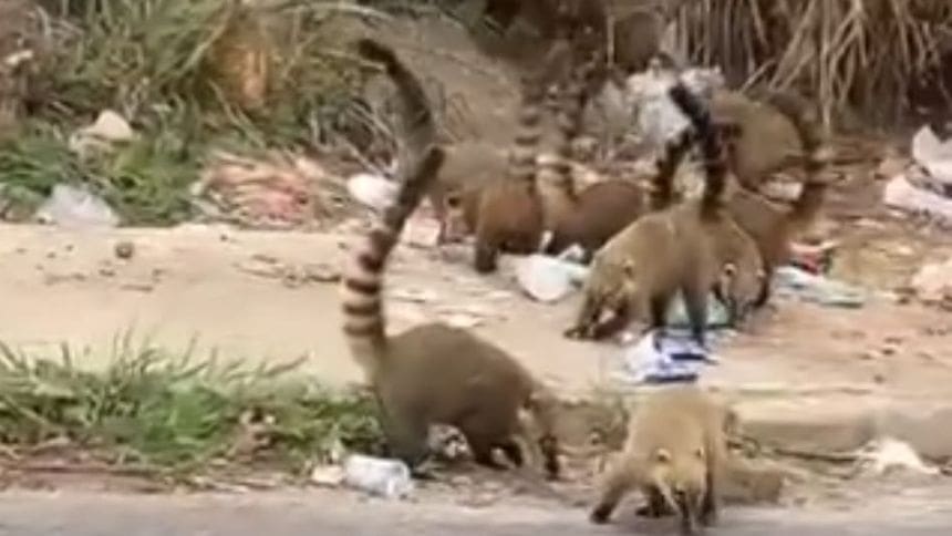 Veja vídeo: Animais "fazem a festa" com lixo espalhado no Elizabeth Nogueira