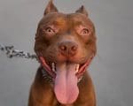 Pol&iacute;cia Civil instaura inqu&eacute;rito para apurar ataques com Pit bull em Ita&uacute;na