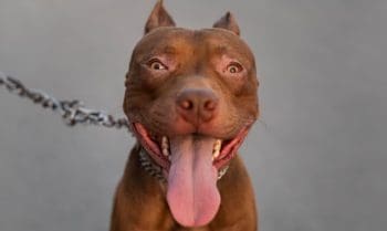 Pol&iacute;cia Civil instaura inqu&eacute;rito para apurar ataques com Pit bull em Ita&uacute;na