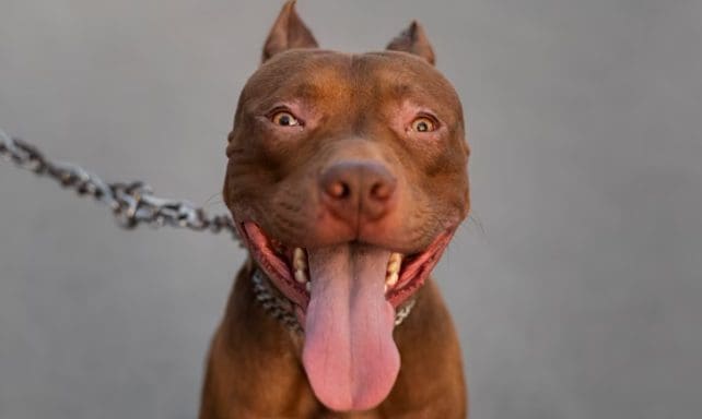 Pol&iacute;cia Civil instaura inqu&eacute;rito para apurar ataques com Pit bull em Ita&uacute;na