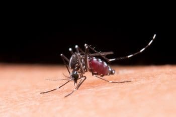 Secret&aacute;ria de Sa&uacute;de de Divin&oacute;polis investiga &oacute;bitos por dengue h&aacute; quatro meses sem conclus&atilde;o