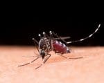 Confira o boletim dos casos de dengue em Divinópolis