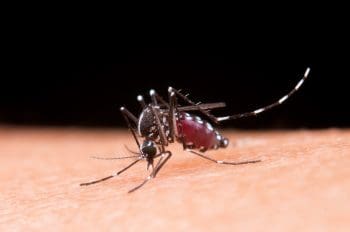 Confira o boletim dos casos de dengue em Divinópolis