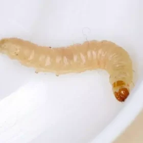 Idoso tem boca tomada por infestação de larvas em instituição de longa permanência em Lagoa da Prata