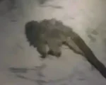 V&Iacute;DEO: Macaco amea&ccedil;ado de extin&ccedil;&atilde;o fica preso em galeria de &aacute;gua pluvial e &eacute; resgatado em MG