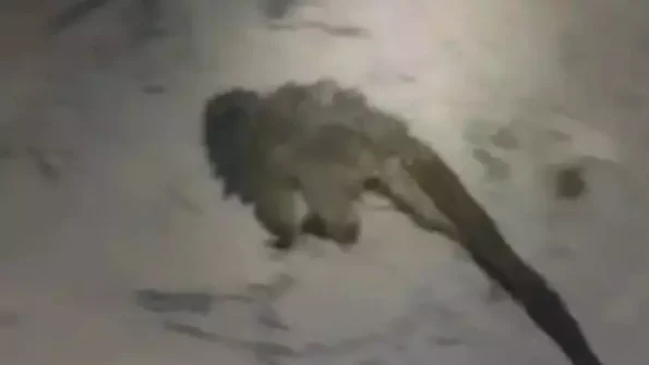 V&Iacute;DEO: Macaco amea&ccedil;ado de extin&ccedil;&atilde;o fica preso em galeria de &aacute;gua pluvial e &eacute; resgatado em MG