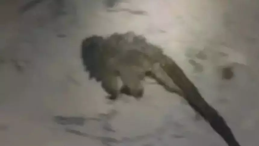 VÍDEO: Macaco ameaçado de extinção fica preso em galeria de água pluvial e é resgatado em MG