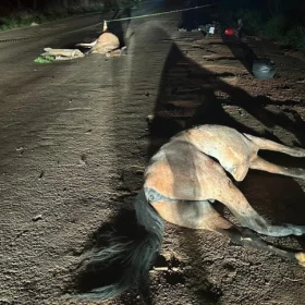 Homem foi morto após acidene envolvendo animais na pista