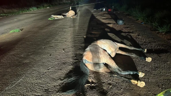 Homem foi morto após acidene envolvendo animais na pista