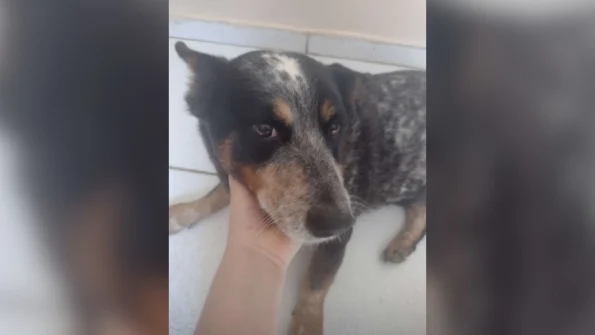 Cadela está desaparecida no bairro Ipiranga