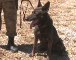 PM de Divin&oacute;polis recebe novo c&atilde;o de faro