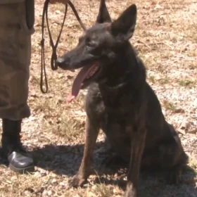 PM de Divinópolis recebe novo cão de faro
