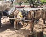 &Oacute;rg&atilde;o da Prefeitura atende den&uacute;ncias de maus-tratos a animais