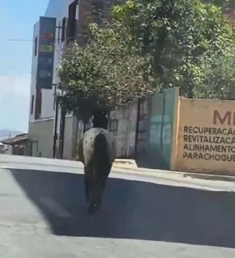 Pônei é furtado e égua tem pata cortada no pátio da Prefeitura