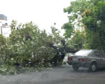 &Aacute;rvore interdita avenida