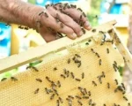 Morre servidor da Prefeitura que foi atacado por abelhas em Pará de Minas