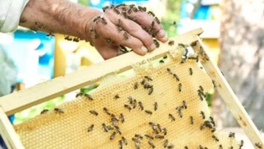 Morre servidor da Prefeitura que foi atacado por abelhas em Pará de Minas