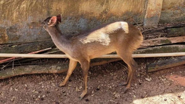 Bombeiros realizam resgate de animal silvestre