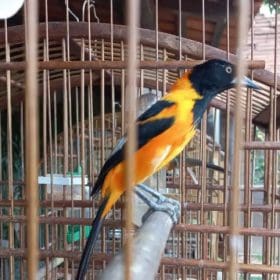 PF apreende 16 pássaros em criadouro irregular em Itaúna