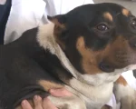 Veja cuidados com os pets no calor