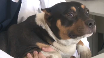 Veja cuidados com os pets no calor