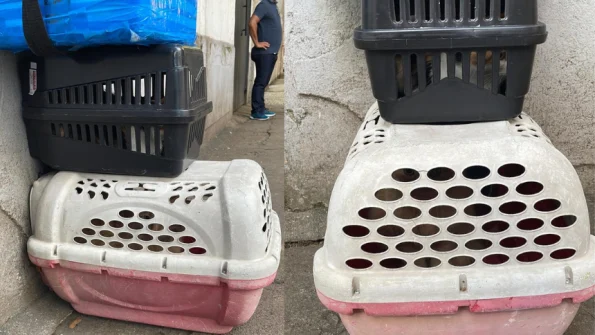 Mulher pediu que família buscasse gatos