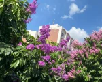 Primavera em Divin&oacute;polis