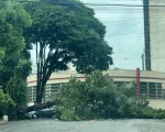 Ninguém se feriu após queda de árvore no centro de Divinópolis