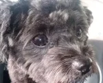 Utilidade P&uacute;blica: Cachorro est&aacute; desaparecido no bairro Planalto em Divin&oacute;polis