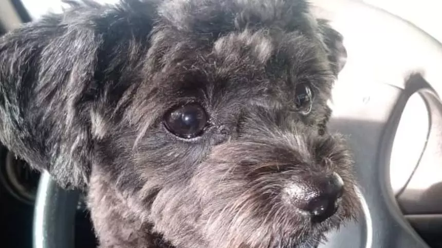 Utilidade P&uacute;blica: Cachorro est&aacute; desaparecido no bairro Planalto em Divin&oacute;polis