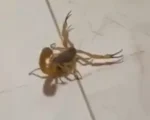 Divin&oacute;polis: Moradora encontra escorpi&atilde;o dentro de casa e cobra limpeza
