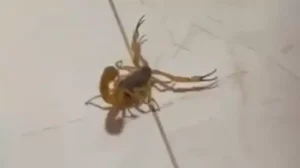 Divin&oacute;polis: Moradora encontra escorpi&atilde;o dentro de casa e cobra limpeza