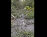 Moradores de Divin&oacute;polis sofrem com esgoto a c&eacute;u aberto