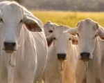 Polícia recupera gado furtado na zona rural de Lagoa da Prata