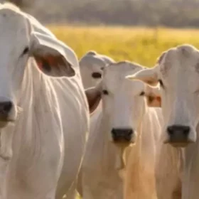 Polícia recupera gado furtado na zona rural de Lagoa da Prata