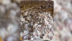 Avivar esclarece que v&iacute;deo sobre granja afetada por onda de calor n&atilde;o possui v&iacute;nculo com a empresa