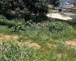 Divinópolis: Moradora encontra escorpião dentro de casa e cobra limpeza