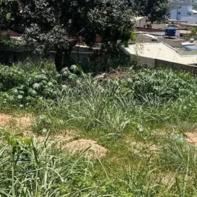 Divinópolis: Moradora encontra escorpião dentro de casa e cobra limpeza
