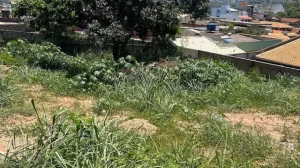 Divinópolis: Moradora encontra escorpião dentro de casa e cobra limpeza