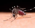 Dengue mata homem de 25 anos em Divinópolis