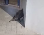V&Iacute;DEO: Tamandu&aacute; &eacute; visto em esta&ccedil;&atilde;o de tratamento em Divin&oacute;polis