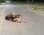 Tamandu&aacute; &eacute; flagrado passeando em rua de Divin&oacute;polis