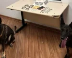 Nova Serrana: Com ajuda de c&atilde;es farejadores, drogas s&atilde;o localizadas com mulher